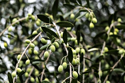 Types Of Olive Oil And Usage A Guide Laudemio Frescobaldi