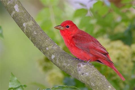 10 Red Bird Species With Pictures And Information