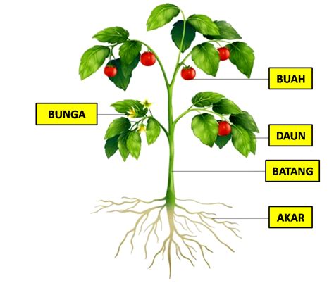 Bagian Tubuh Tumbuhan Akar Batang Daun Assessment