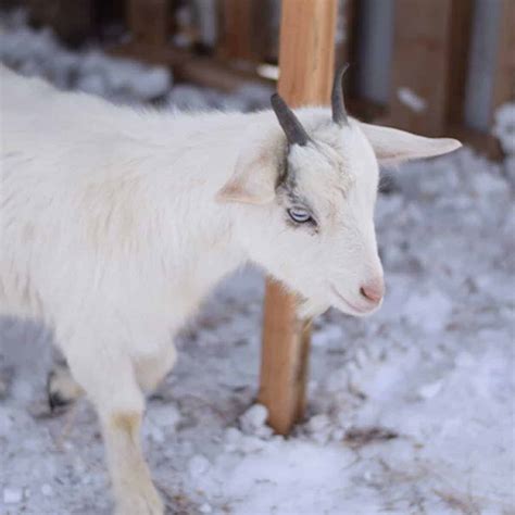 How to Build a Super Frugal Goat Shelter - Boots & Hooves Homestead