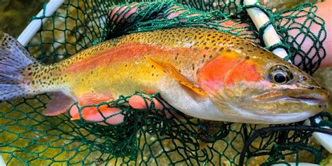 6 Top Tips For Catching More Trout