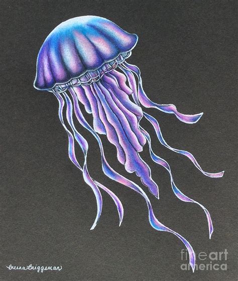 Jellyfish Drawing | ubicaciondepersonas.cdmx.gob.mx