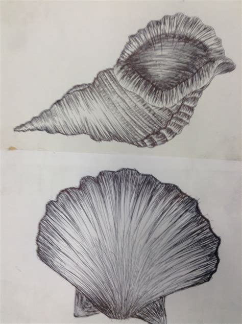 Shell Drawings Shell Drawing Copic Art Drawings