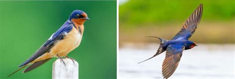 7 Birds That Are Orange In Colorado Id Guide Nature Blog Network