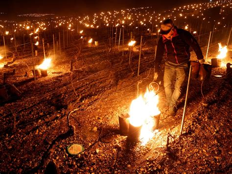 French Winemakers Light Up Fields To Save The 2021 Harvest From Early