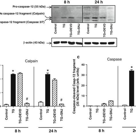 Calpain And Caspase Mediated Processing Of Caspase During Tg Induced