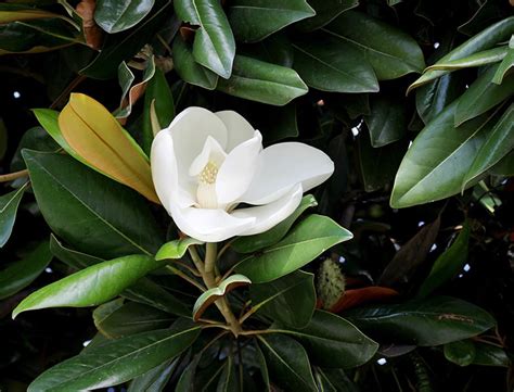 Magnolia Grandiflora Guide How To Grow And Care For Southern Magnolia”