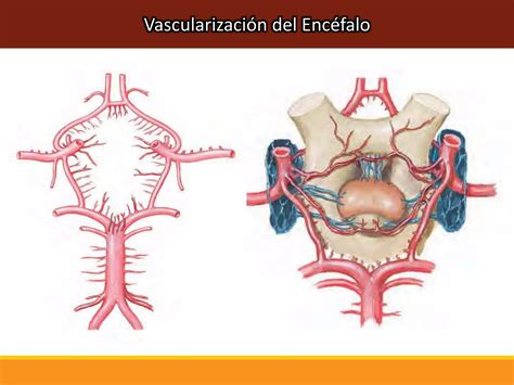 Irrigacion Y Drenaje Venoso Del Encefalo PPT