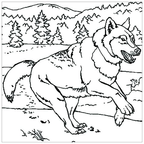 Free Printable Wolf Coloring Pages