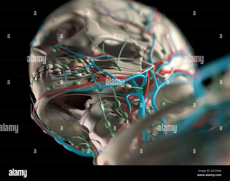 Anatomy Illustration Of Human Vascular System Shoulders Neck Head