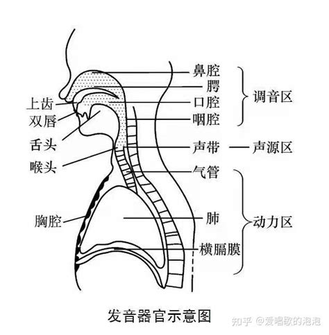 唱歌的发声和共鸣 知乎