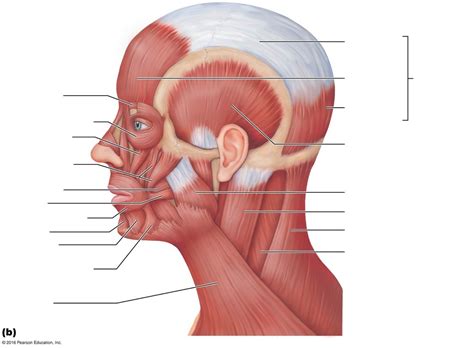 The Muscles Of The Scalp Human Anatomy Entre No Empolgante Universo