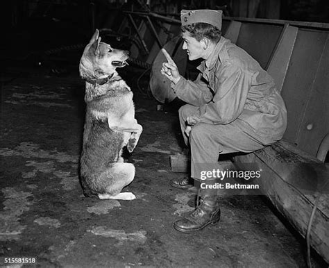 913 World War 2 Dog Stock Photos, High-Res Pictures, and Images - Getty ...