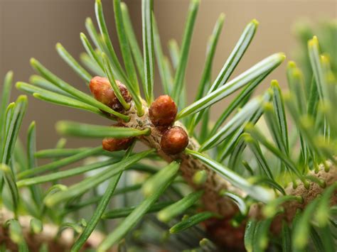 Abies nephrolepis 'Nadia' Khinghan Fir | Conifer Kingdom