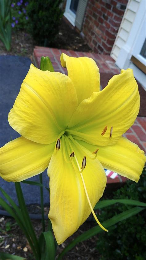 Daylily Hemerocallis Big Bird In The Daylilies Database