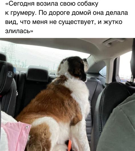 Сегодня возила свою собаку к грумеру. По дороге домой она делала вид ...