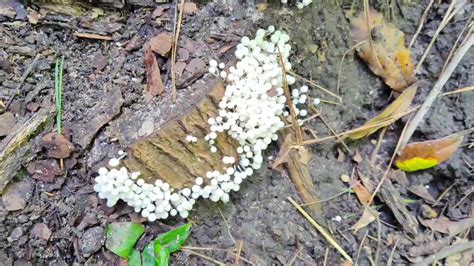 Jeff Vandermeer On Twitter These Small Mushrooms Will Eventually