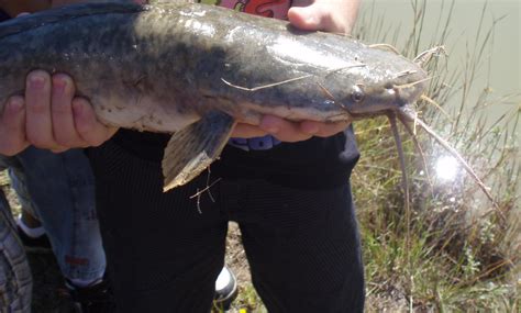 Pictures And Photographs Of The South African Barbel Sharptooth Catfish