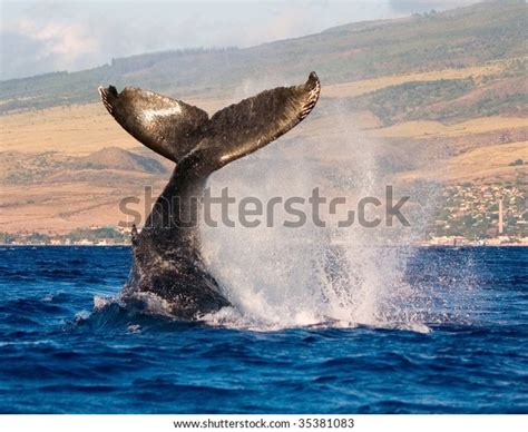 Whale Tail Slap: Over 544 Royalty-Free Licensable Stock Photos ...