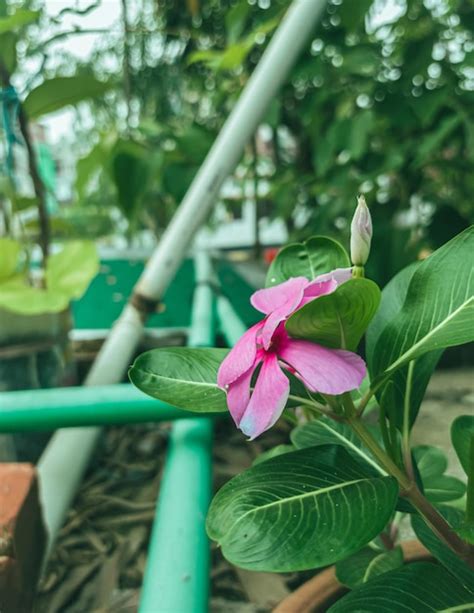 Premium Photo Pink Madagascar Periwinkle Also Called Noyon Tara In