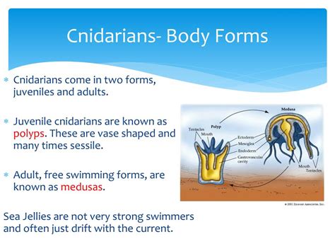 Ppt Sponges Cnidarians Flatworms And Round Worms Powerpoint