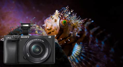 Sony a6400 Review - Underwater Photography Guide