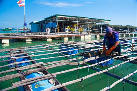 Pearl Farm Tour In Phuket Amorn Phuket Pearl