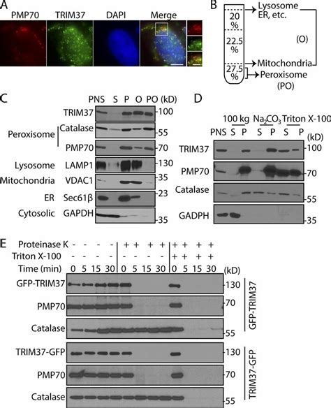 Localization And Topology Of Trim In Peroxisomal Membranes A