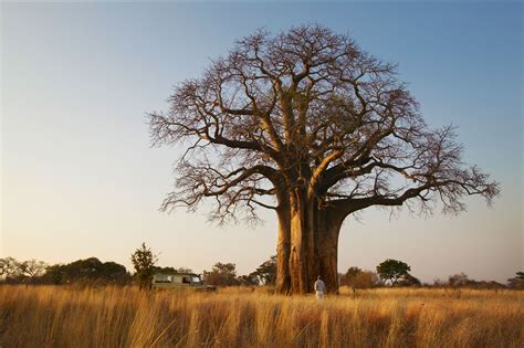 Tarangire national park - Unique trips to Tarangire in Tanzania