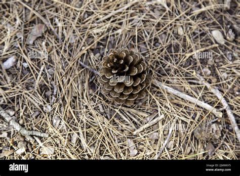 pine fruit detail nature  environment stock photo alamy