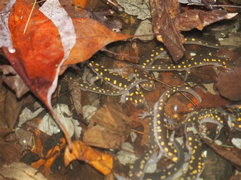 Species Of The Month April 2021 Yellow Spotted Salamanders Long