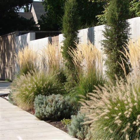 Simple Fence Line Landscaping Ideas On A Budget Plant By Number