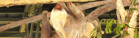 Monkey Island Sloth Sanctuary Panama Panama Tour Deals