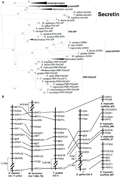 Analyses Of Secretin Phylogeny And In Silico Genomic Locations A