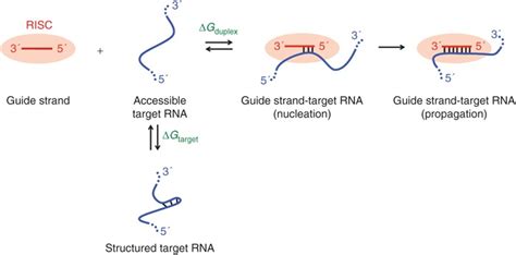 The Guide Strand Target RNA Interaction Equilibrium RISC Argonaute