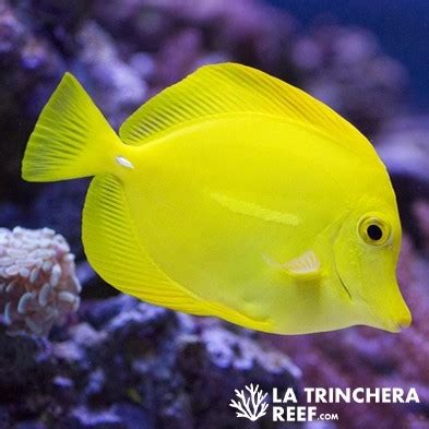 Zebrasoma Flavescens Cirujano Amarillo