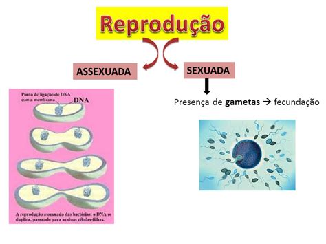 Reprodução Assexuada E Sexuada