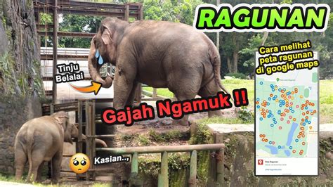 Ada Gajah Ragunan Ngamuk Peraturan Terbaru Dan Cara Melihat Peta