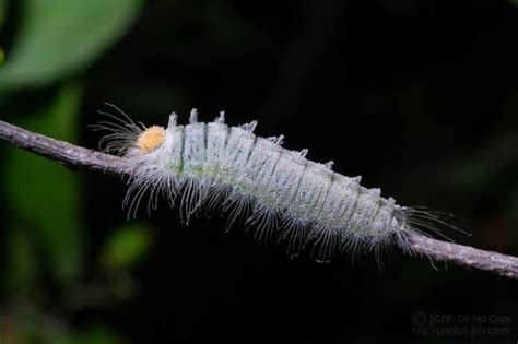 27 White Caterpillars Pictures And Identification Guide