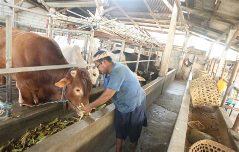 Peternakan Sapi Luar Negeri Kabar Sekitar