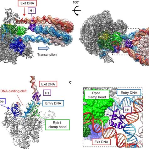 Cryo Em Structure Of The Rnapii Chromatosome Complex Form Ii A