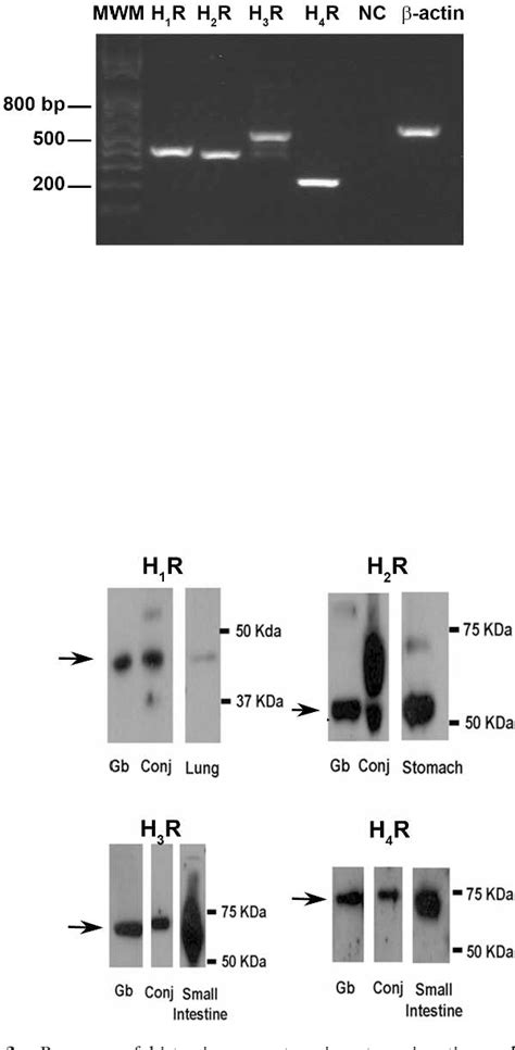 Figure From Role Of Histamine And Its Receptor Subtypes In