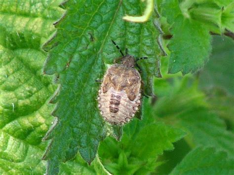 Bugs from Romania: Dolycoris baccarum