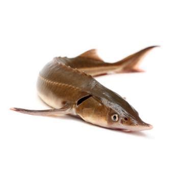 Белуга – описание, польза и вред, калорийность, способы приготовления.