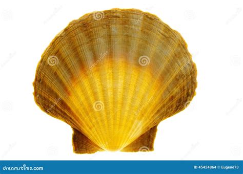 Shell Scallops Stock Photo Image Of Pectinidae Scallops 45424864