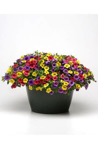 Calibrachoa Calibrachoa Hybrida Kabloom Series F1 Deep Blue