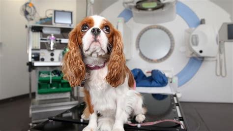 Pet Cancer Radiation Treatment Comes To Sydney Animal Hospital