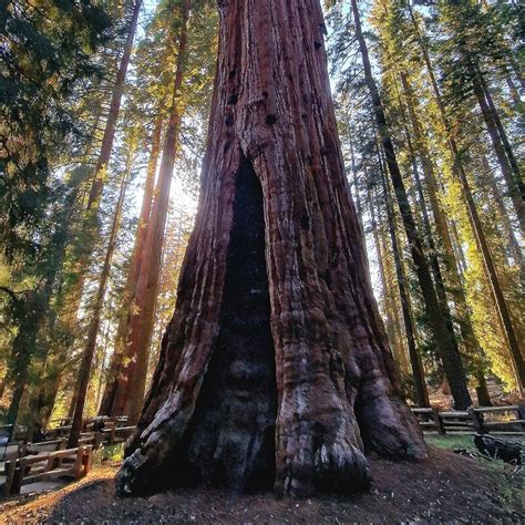 General Sherman Tree Poi The Global Summit Log For The Iphone And