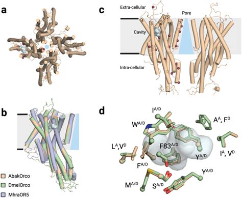 Elucidation Of The Structural Basis For Ligand Binding And