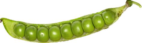 Pea Png Transparent Images Png All